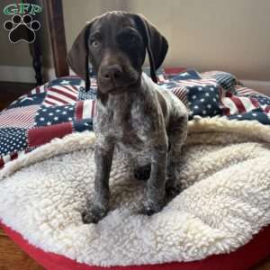 Wayland, German Shorthaired Pointer Puppy